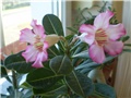 adenium